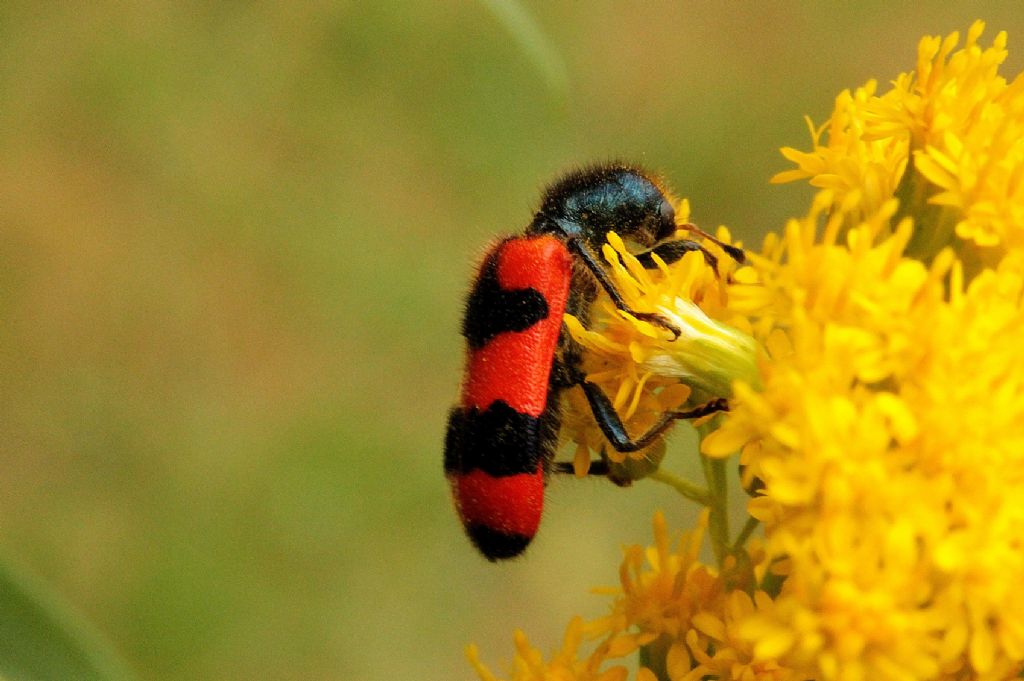 Trichodes apiarius, Cleridae